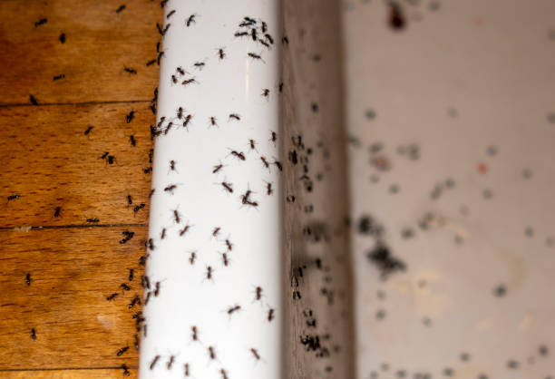 Best Best Pest Control Companies  in Calvert, TX