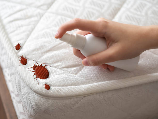 Best Cockroach Control Services  in Calvert, TX
