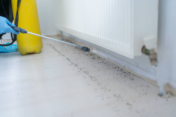 Best Pest Removal Services  in Calvert, TX